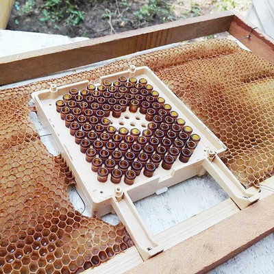 Karl Jenter Queen pentru creșterea larvelor Set complet pentru educație pentru apicultura Jenter Queen Kit pentru creșterea albinelor
