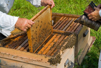 Beekeeper Soft PVC Beeswax Mold Foundation Bee Hive Bass Sheet Press Mould Beeswax Sheet Press Mould Μελισσοκομικός εξοπλισμός Εργαλεία