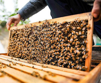 Beekeeper Soft PVC Beeswax Mold Foundation Bee Hive Bass Sheet Press Mould Beeswax Sheet Press Mould Μελισσοκομικός εξοπλισμός Εργαλεία
