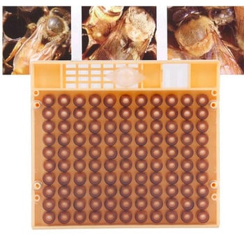 Пълен комплект система за отглеждане на кралица Кутия за култивиране King Пластмасови пчелни пчелни клетки Чаши за клетки Клетка за чаши Доставчик на инструменти за пчеларство