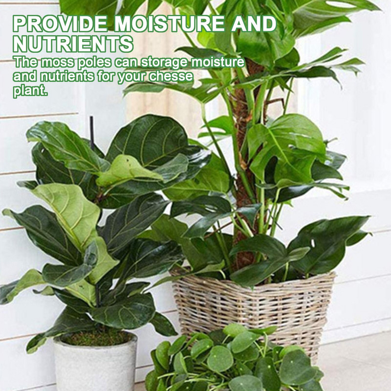 2 τεμ. 40cm Σετ πόλων βρύου για τυρί Γλαστράκι στοιβαζόμενο ραβδί βρύου Δεσμοί φυτών Στύλος κοκοφοίνικα για φυτά σε γλάστρες Εσωτερικός κήπος