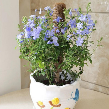 Ράβδο τοτέμ καρύδας αναρρίχησης φυτών 50cm/40cm/30cm /σετ Συνδέσιμο ραβδί στήριξης κήπου Φυτοθήκες λουλουδιών
