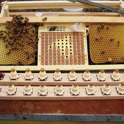 1 set| Kit de creștere Nicot Bee Queen Unelte din plastic pentru apicultură Sistem de larve pentru albine de miere Mutare viermi pentru apicultor
