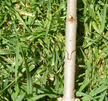 3 Μοντέλο μοσχεύματα κλαδευτήρι Εργαλείο κήπου Κόφτης κλαδιών κλαδευτήρι ψαλίδι φυτών κλαδέματος Κουτιά καρποφόρα δέντρα Ψαλίδι κόφτης εμβολιασμός