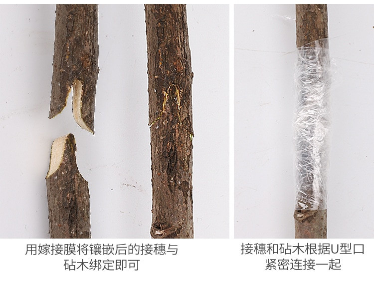 Skiepijimo žirklės Skiepijimo peilis Sėjinukas Skiepijimo mašina Persodinimas Sodininkystė Genėjimo žirklės Daigai Mašina Sodininkystė