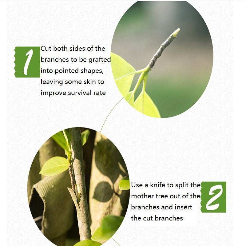 1 rolka Záhradný stromček Kvetinárstvo Nožnice na konáre Vrúbľovaná fólia Oprava rastlín Rolka pásky Vrúbľovaná fólia Stromy Nožnice na konáre