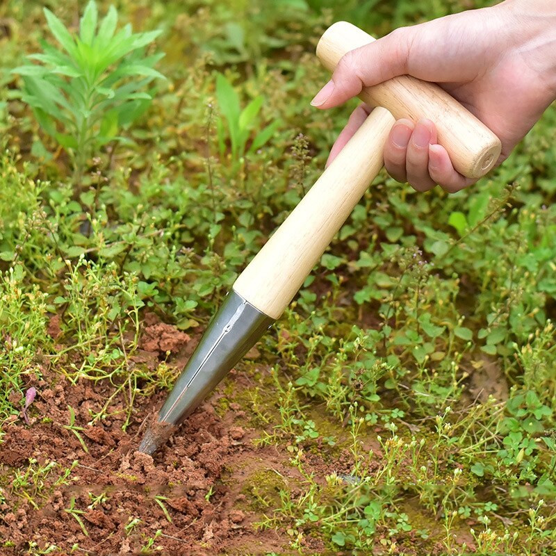 Sodo paršavedė Sėjamosios sėjamoji.