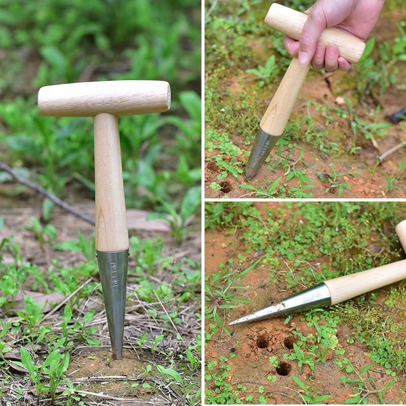 Sodo paršavedė Sėjamosios sėjamoji.