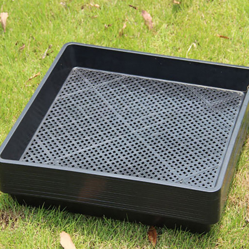 Stiprus ir dygstantis lėkštės sėjinukas Daržovių sodinukas Plokščias patvarus kiemas Veja ir sodas