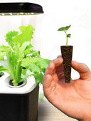 Auginkite kempinių sėklų pradines ankštis be sėklų, pasidaryk pats, daigynų dėžutes ir klonavimo mašinas.