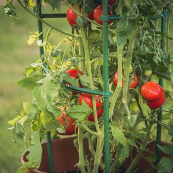 Arms Plastic for Tomato Cage Stake Ρυθμιζόμενος 12 τεμ.