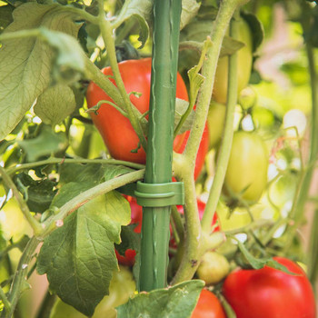 Arms Plastic for Tomato Cage Stake Ρυθμιζόμενος 12 τεμ.