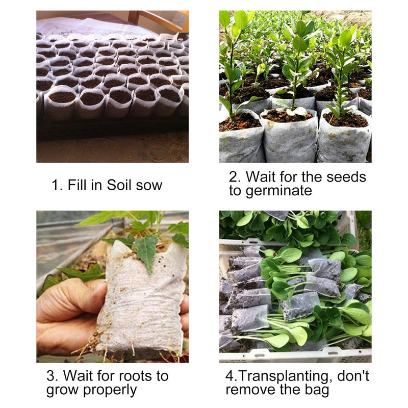 „Wild Mix“ 200 vnt. austas krepšys, 3,9 x 3,9 colio šeimos rinkiniai sodo auginimui darželio sodinukai be kiemo žiemos žolė pietinėms vejoms