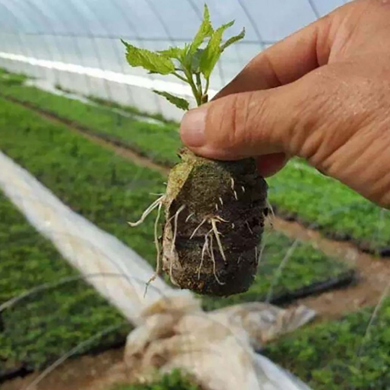 Grass Out 50 ks jednoduchých zátok na sadenice, palety na štartovanie sadeníc, pelety na sadenie, bloky na terasu, trávnik a záhradu, stredné množstvo
