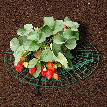 Heritage Oil Organic Strawberry Rot Strawberries Plant Rainy Off Growing in Keep the Days Υποστηρίζει Patio Lawn & Garden Cubes
