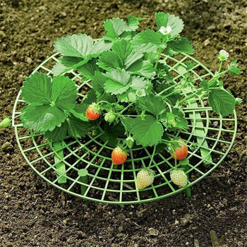 Heritage Oil Organic Strawberry Rot Strawberries Plant Rainy Off Growing in Keep the Days Υποστηρίζει Patio Lawn & Garden Cubes