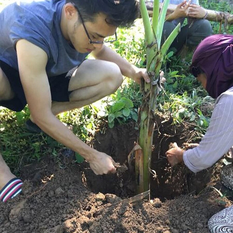 Sodo rankinis svogūnėlių sodinimo įrankis su gylio žyma Automatinis persodinamasis dirvožemio sodinimo įrankis, skirtas kasti skylės užpildymo sėklą