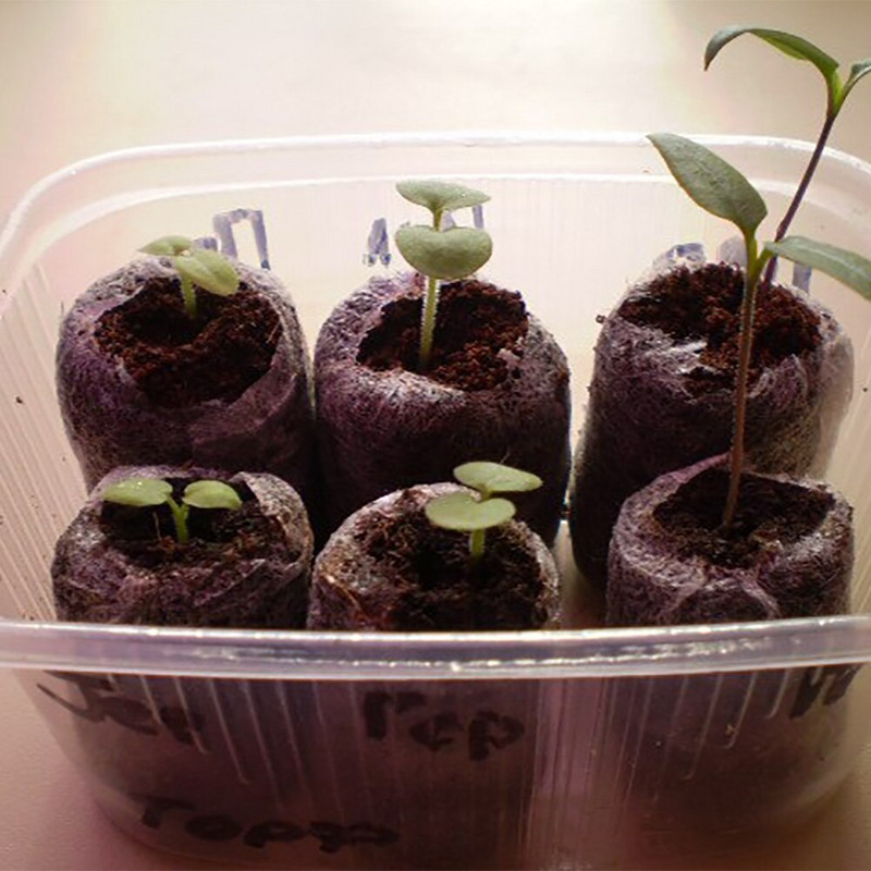 Bez odpadu, balenie štartovacích blokov semien, paleta s ľahko ovládateľnými zátkami na 30 mm pelety, sadenice, cibuľky cesnaku na sadenie