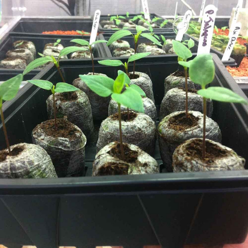 Bez odpadu, balenie štartovacích blokov semien, paleta s ľahko ovládateľnými zátkami na 30 mm pelety, sadenice, cibuľky cesnaku na sadenie