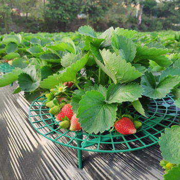 Σύνολο τροφοδοτεί το φυτό σε ημέρες εκτός Rainy Keep Rot Υποστηρίζει Καλλιέργεια Φράουλες Φράουλες Αίθριο γκαζόν & Garden Birdseed