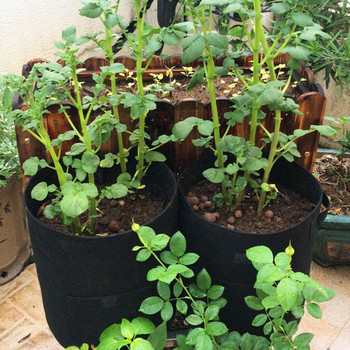 Χριστουγεννιάτικο στεφάνι Nonwoven Planter Bags Τσάντα λαχανικών Φύτευση πατάτας Τσάντες κήπου Patio Lawn & Garden Grass 20 Lb Bag