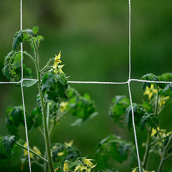 Φυτά λεμονόχορτου για εξωτερική υποστήριξη νάιλον διχτυού Διχτυωτό φυτό αναρρίχησης φράχτη κήπου Δίχτυ φυτών αναρρίχησης πράσινο αίθριο Φθινοπωρινό γρασίδι