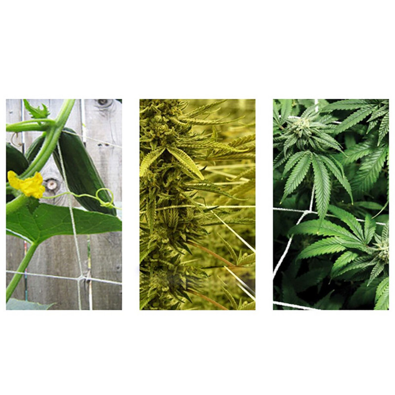 Citrónová tráva, rastliny na vonkajšie použitie, nylonová sieť, podporná sieťovina, popínavá rastlina, záhradný plot, sieťka na rastliny, popínavá zelená terasa, jesenná tráva