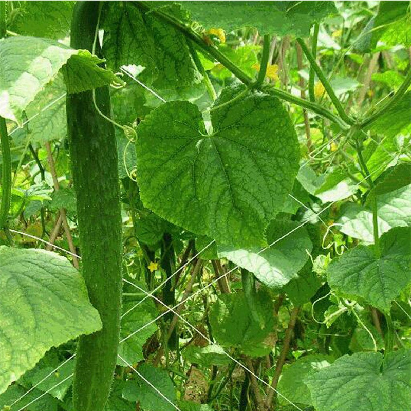 Sieť na izbové rastliny s levanduľou, tkaná sieť na výsadbu rastlín do záhrady/domu, na pestovanie, na popínanie, na terasu, na trávnik a na organickú záhradu