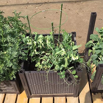 Cilantro Growing Kit Basket Trellises Ρυθμιζόμενο σταθερό φυτό Αναρριχώμενο φυτό Κήπος Δαχτυλίδι για φυτά στήριξης Patio Lawn & Seders