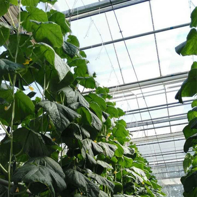 Sady cesnaku na jesennú výsadbu paradajok zo zeleniny, štiepkovanie paradajok, oporné klipy na paradajky, oporný hák na terasu, trávnik a organická zmes