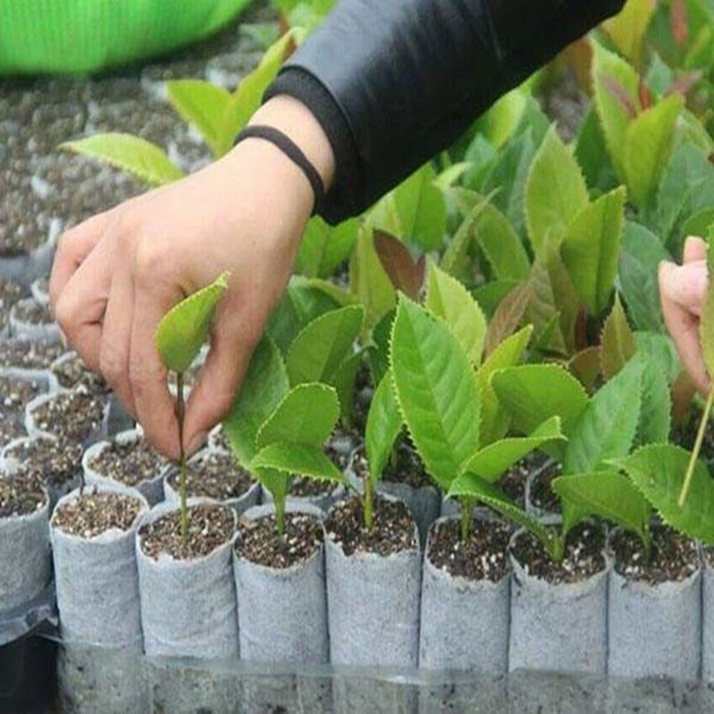 Namų sodo rinkinio maišeliai 200 vnt. - Auginimo maišeliai - Biologiškai skaidūs vazonai Augalų medelyno sodinukų neaustinė terasa Vejos ir žolelių sodo pakuotė