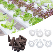 50 supakuotų auginimo kempinių sėklų ankščių rinkinys.