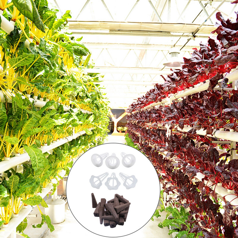 50 supakuotų auginimo kempinių sėklų ankščių rinkinys.