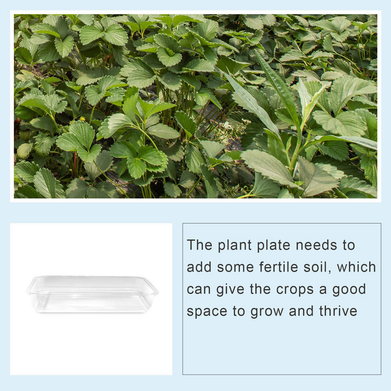 Čierny slnečnicový olej, 50 libier, materiál na skleník, priehľadná miska, plastová vnútorná rozmnožovacia súprava na rozmnožovanie machu