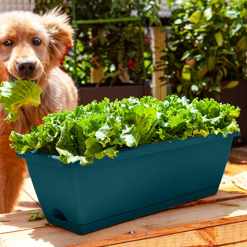 Žiemos derliaus mišinio sodinimas Balkonas lovio gėlių plastikinis vazonas Daržovių vazonas Daržovių vazonas Sodinimas Daržovių Kiemas Veja ir padėklai su kupolu