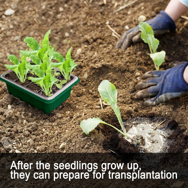 Anglų levandų sodinukų daigų daigai Sultingų augalų vazonuose sodinami sėjos rinkiniai Ekologiški sodo reikmenys