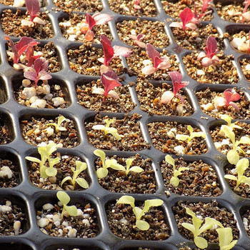 Birdseed Container Cells 105 Trays- Gardening Germination Seedling Plastic Trays Patio Lawn & Garden Winter Garden Plants