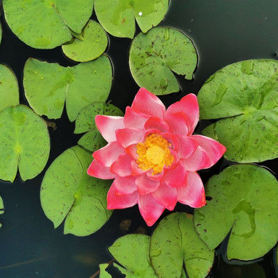 Sodo vandenyje plaukiojanti lotoso lapų varlė, dekoratyvinė lėlė, statulos amatai, imitacinis gyvūno namų tvenkinio dekoravimas smagi plaukiojanti varlė.