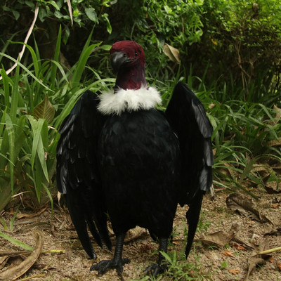 Pasăre Vultur Negru Artificial Fals Realistic Taxidermie Decor pentru Grădină Nou