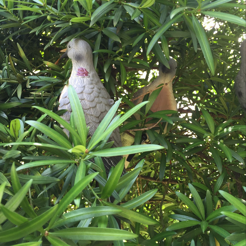 Decor de porumbei din plastic fierbinte pentru curte, momeală de vânătoare, model de pasăre falsă, model realist de porumbei, pentru grădină, capcană țintă, accesorii de vânătoare