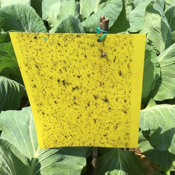 30-100 τμχ Ισχυρές παγίδες για μύγες φρούτων Bugs κίτρινο Sticky Board καταπολέμηση παρασίτων εντομοκτόνος χάρτινη παγίδα διπλής όψης για εξόντωση παρασίτων