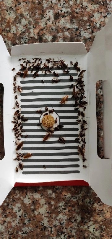 10-50 vnt. tarakonų gaudyklė, atbaidanti žudantį jaukas, stiprus lipnus gaudytojas, vabzdžių atbaidiklis, ekologiškas