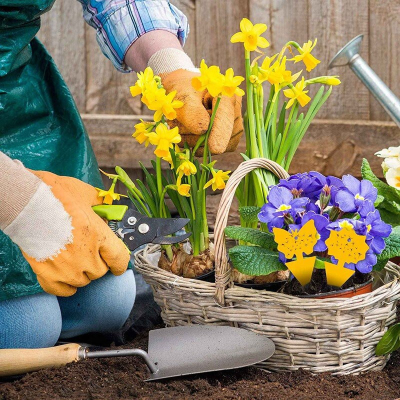 96 bucăți capcane lipicioase pentru muștele din fructe, capcane pentru insecte pentru plante, bucătărie în interior și exterior, protejează planta