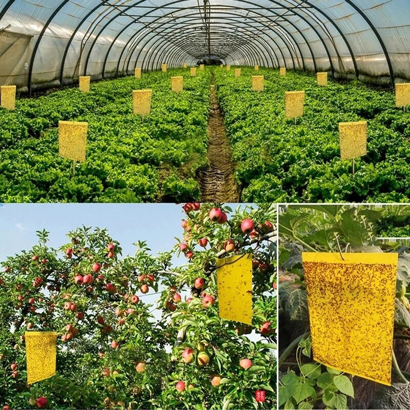 30-100 vnt. Stiprių musių gaudyklių, vabzdžių lipnios lentos, dvipusės gaudančios amarus nuo kenkėjų kontrolės Whitefly Thrip Leafminer klijų lipdukas