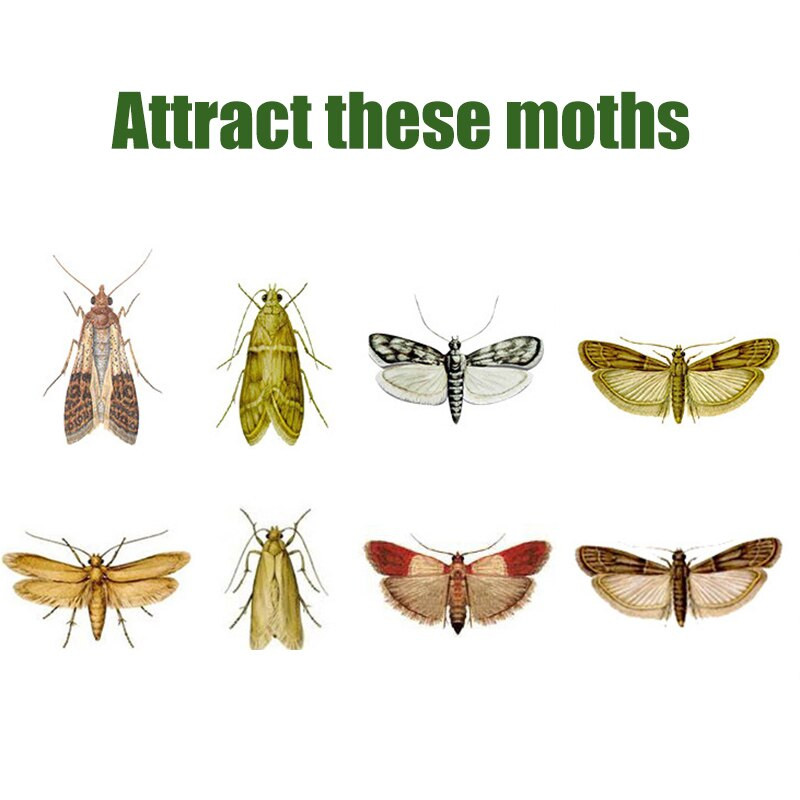 5 pakuotė / rinkinys Atraktantas kandžių gaudyklė sandėliukas Virtuvė Anti kandžių gaudyklė nuo uodų lipdukas Kenkėjų kontrolės reikmenys