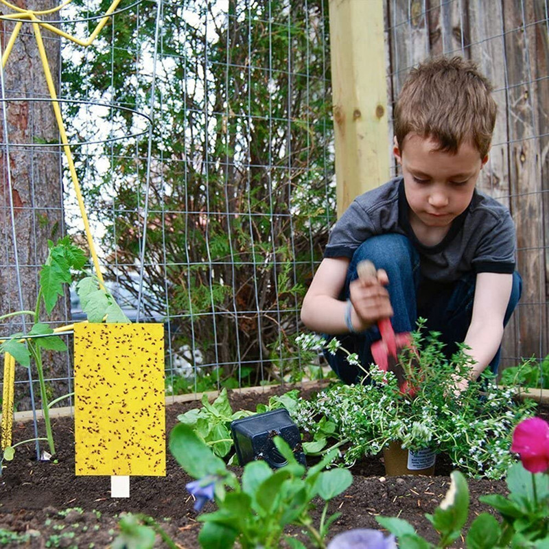 50 vnt Nuo saulės lipni lenta, atspari vandeniui daržovės, gėlės, vabzdžiai, geltoni amarai.