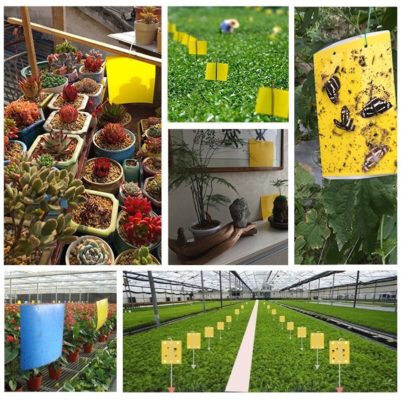 Capcană puternică pentru muște Capcane lipicioase, galbene, albastre, în aer liber, interior, afide, mineri de frunze, muște albe, capcană pentru insecte zburătoare, 30-100 buc.