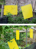 Ragadós tábla kétoldalas PVC rovarfogó tábla rovarcsapda tábla rovarfogó tábla levéltetvek irtó fehérlégy kicsi repülő