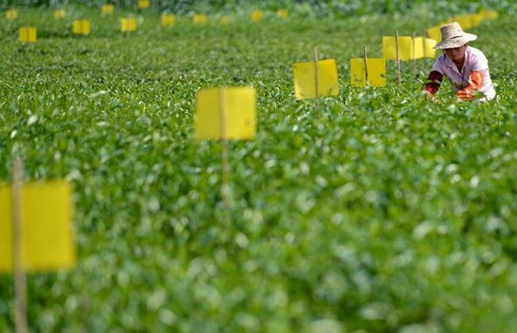 Ragadós tábla kétoldalas PVC rovarfogó tábla rovarcsapda tábla rovarfogó tábla levéltetvek irtó fehérlégy kicsi repülő