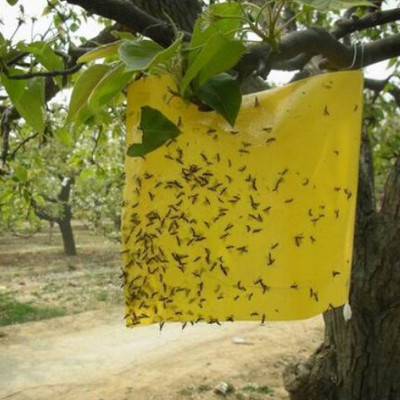 10 buc 20*25 cm Capcane puternice pentru muște pentru insecte Placă lipicioasă prinderea afide insecte ucigaș dăunători capcană în aer liber pentru afide ciuperca GT122